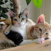 rosie and sammy 2